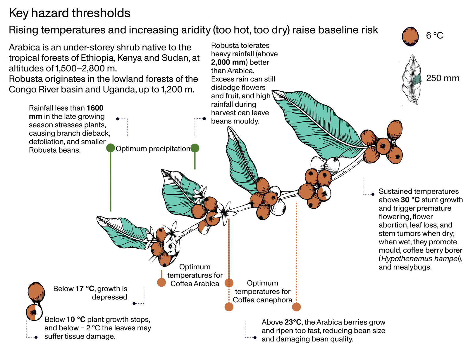 El Niño impacts on coffee-growing regions