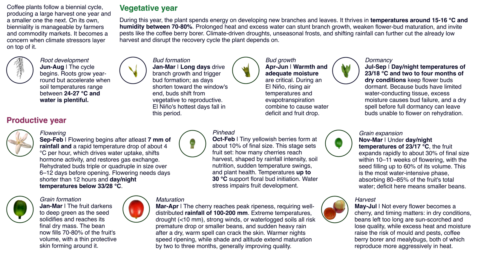 Coffee plant biennial cycle: vegetative year and productive year phenological stages